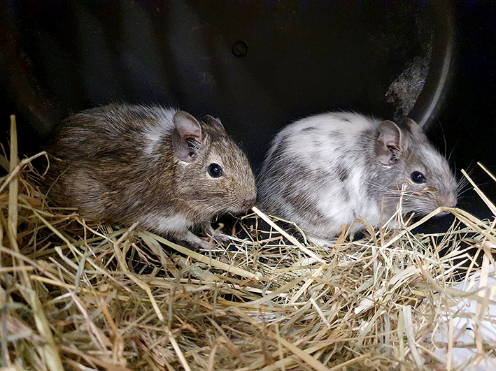 Degus 3