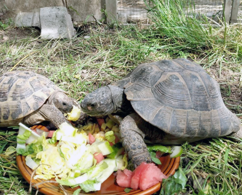 Schildkröte_2022-06_1