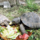 Schildkröte_2022-06_1