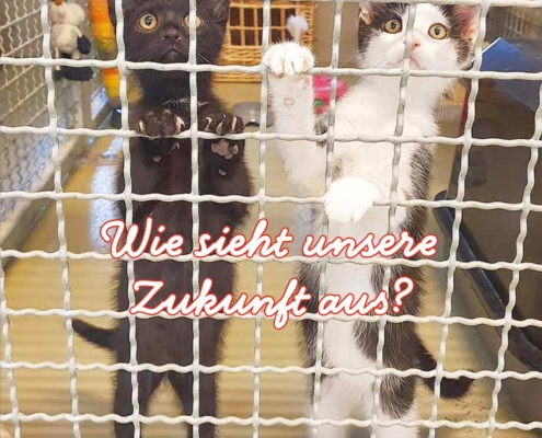 Katzen hinter Gittern