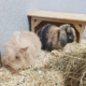Puschel-Hannes 2023-01-16-1