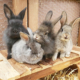 Kaninchen 01 2023-05-11