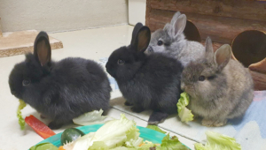 Kaninchen 03 2023-05-11