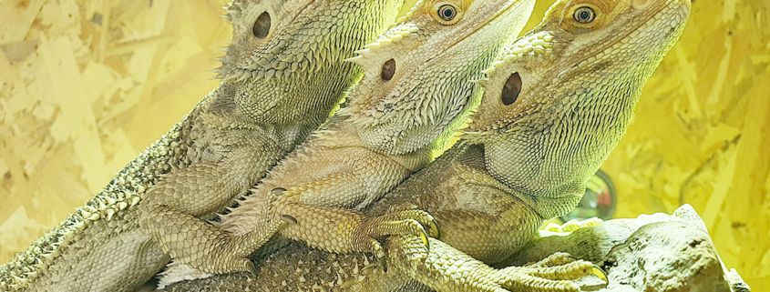 Bartagame 2023-09-25 1