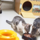 Katzenteenies 2023-09-27 1