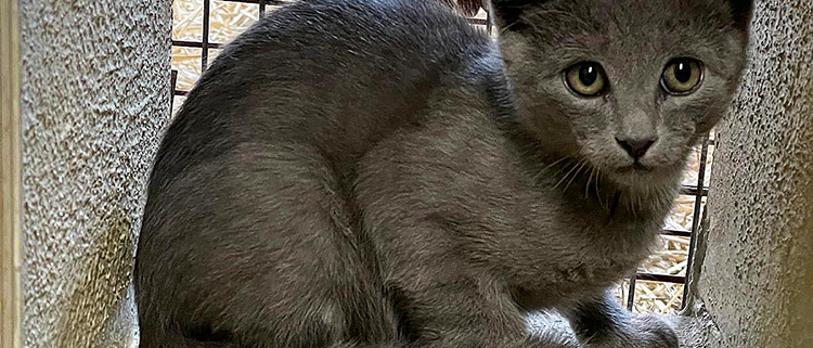 Katzenteenies 2025-08-12 1