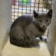 Katzenteenies 2025-08-12 1
