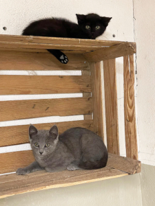 Katzenteenies 2025-08-12 5