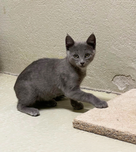 Katzenteenies 2025-08-12 6