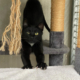 Penelope 205-09-04 1