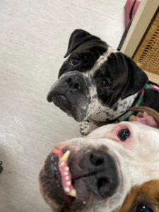 Hulk-Bella 2025-11-20 1