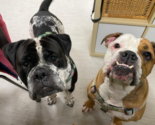 Hulk-Bella 2025-11-20 2