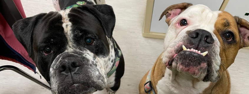 Hulk-Bella 2025-11-20 2