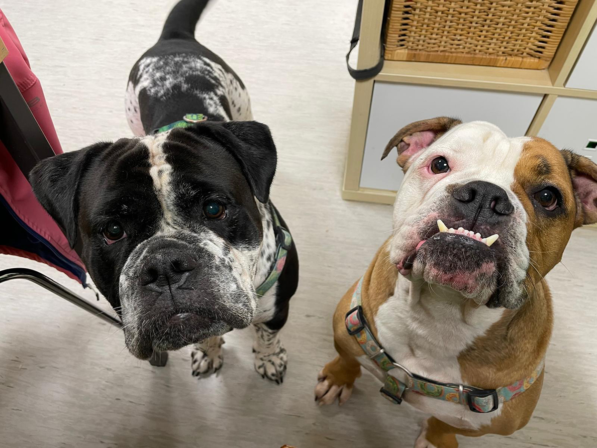 Hulk-Bella 2025-11-20 2