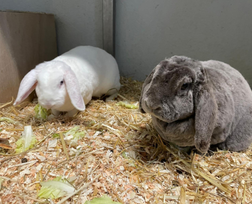 Mozart-Grey Friedl 2026-01-18 1