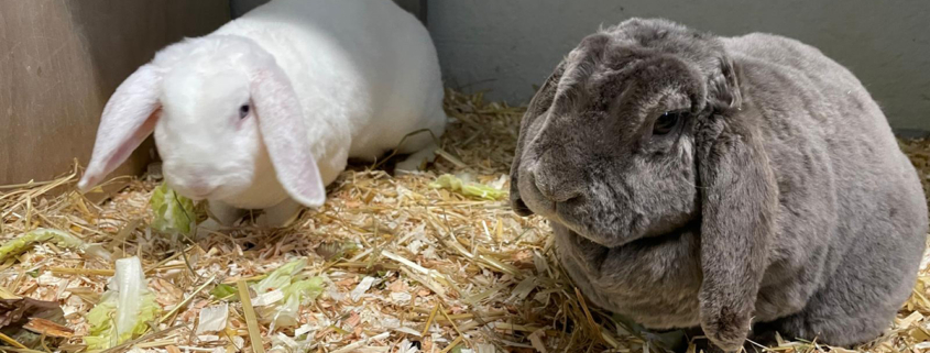 Mozart-Grey Friedl 2026-01-18 1