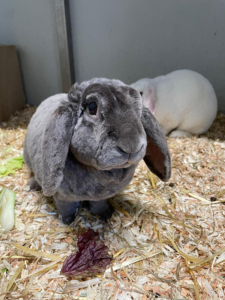 Mozart-Grey Friedl 2026-01-18 2