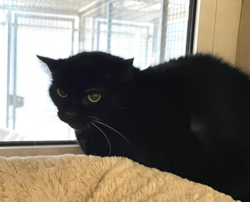 Blacky-Jacky_ 2026-02-24 1