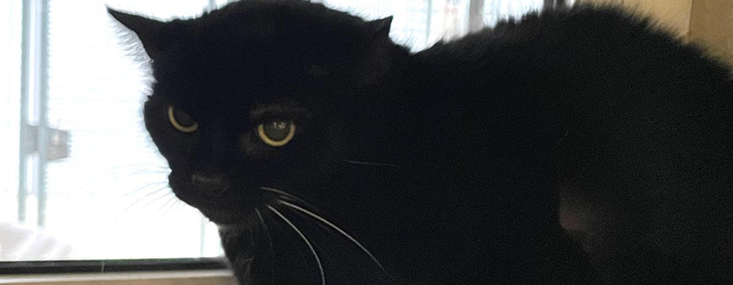 Blacky-Jacky_ 2026-02-24 1