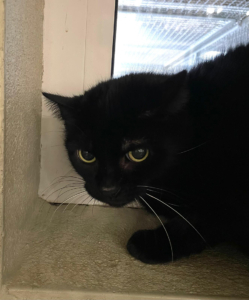 Blacky-Jacky_ 2026-02-24 2