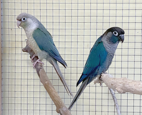 Birb-Butty 2026-03-12