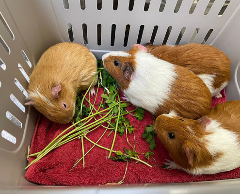 Lando-Han-Luke-Analin 2026-03-12 1