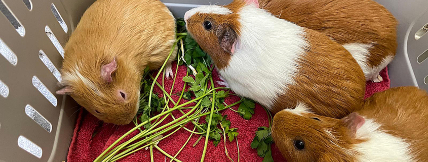 Lando-Han-Luke-Analin 2026-03-12 1