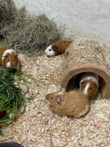 Lando-Han-Luke-Analin 2026-03-12 2