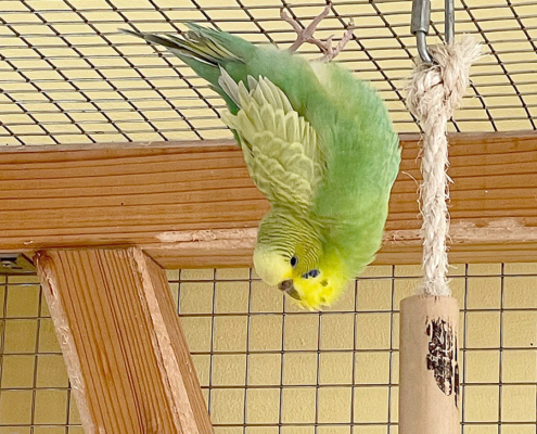 Wellensittiche 2026-03-12 1