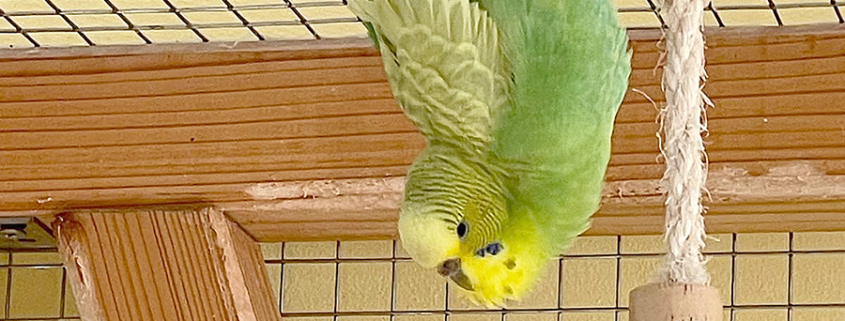 Wellensittiche 2026-03-12 1