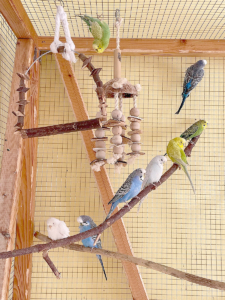 Wellensittiche 2026-03-12 2