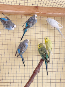 Wellensittiche 2026-03-12 3