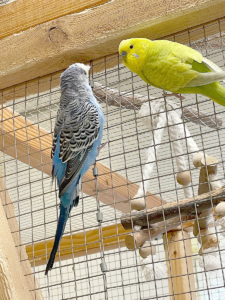 Wellensittiche 2026-03-12 4