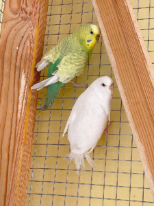 Wellensittiche 2026-03-12 5