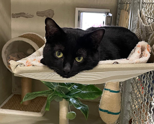 Karl-Schmitt 2026-04-28 1