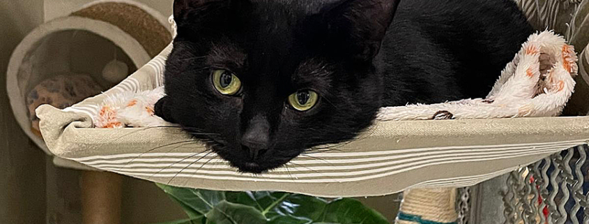 Karl-Schmitt 2026-04-28 1