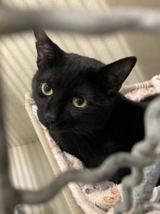 Karl-Schmitt 2026-04-28 1