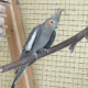 Patt 2026-07-09