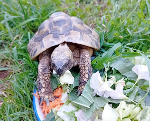 Schildkröte 2026-07-23 1