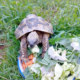 Schildkröte 2026-07-23 1