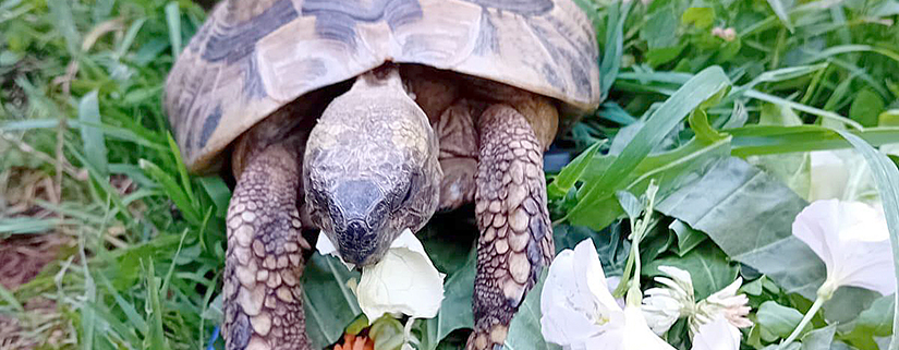 Schildkröte 2026-07-23 1