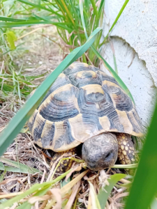 Schildkröte 2026-07-23 2