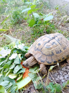 Schildkröte 2026-07-23 3