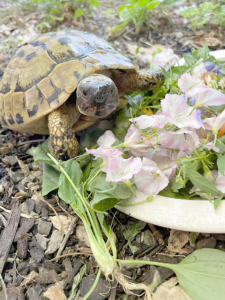 Schildkröte 2026-07-23 4
